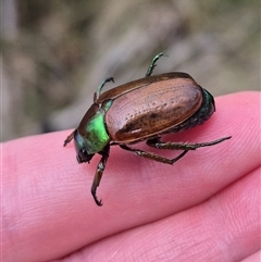 Anoplognathus brunnipennis at Monga, NSW - 20 Feb 2025 12:38 PM