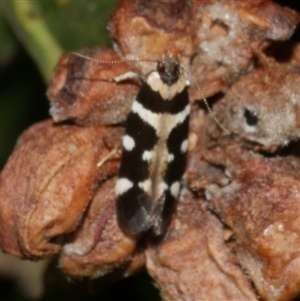 Macrobathra bigerella at Freshwater Creek, VIC - 12 Feb 2025 10:45 PM