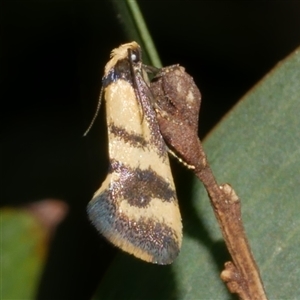 Olbonoma triptycha (Chezela Group) at Freshwater Creek, VIC - 12 Feb 2025 by WendyEM