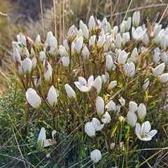 Gentianella muelleriana subsp. alpestris (Mueller's Snow-gentian) at Perisher Valley, NSW - 22 Feb 2025 by BethanyDunne