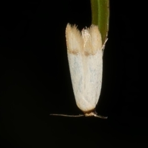 Tachystola stenoptera (Chezela Group) at Freshwater Creek, VIC - 12 Feb 2025 by WendyEM