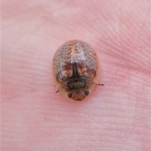 Paropsisterna m-fuscum (Eucalyptus Leaf Beetle) at Oaks Estate, ACT - 23 Feb 2025 by clarehoneydove