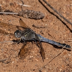 Orthetrum caledonicum (Blue Skimmer) at Cook, ACT - 31 Mar 2024 by Untidy