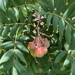 Sorbus domestica (Service Tree) at Bruce, ACT - 22 Feb 2025 by SteveBorkowskis