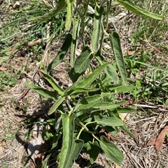 Oxypetalum coeruleum (Tweedia or Southern Star) at Bruce, ACT - 22 Feb 2025 by SteveBorkowskis