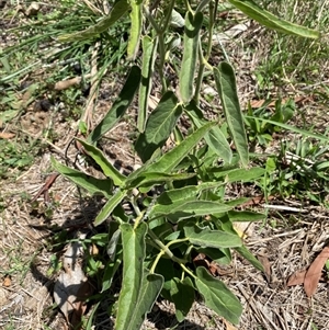 Oxypetalum coeruleum at Bruce, ACT - suppressed