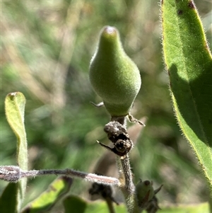 Oxypetalum coeruleum at Bruce, ACT - suppressed