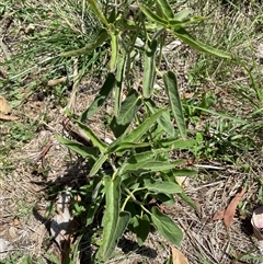 Oxypetalum coeruleum at Bruce, ACT - suppressed