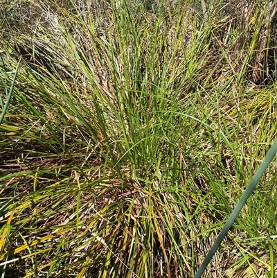 Carex fascicularis (Tassel Sedge) by SteveBorkowskis