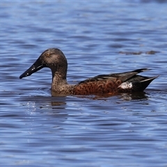 Spatula rhynchotis (Australasian Shoveler) at Fyshwick, ACT - 21 Feb 2025 by RodDeb