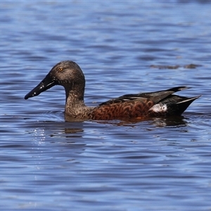 Spatula rhynchotis (Australasian Shoveler) at Fyshwick, ACT - 21 Feb 2025 by RodDeb