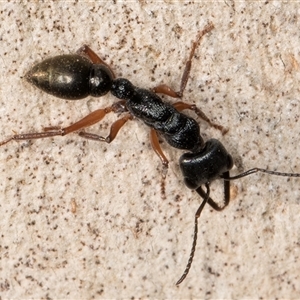 Myrmecia fulvipes at Melba, ACT - 18 Feb 2025 04:02 PM