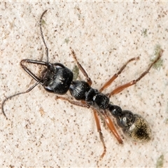 Myrmecia fulvipes at Melba, ACT - 18 Feb 2025 04:02 PM