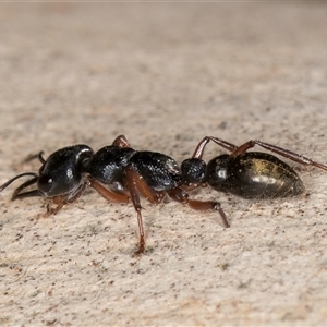 Myrmecia fulvipes at Melba, ACT - 18 Feb 2025 04:02 PM