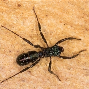 Rhytidoponera sp. (genus) at Melba, ACT - 18 Feb 2025 04:09 PM