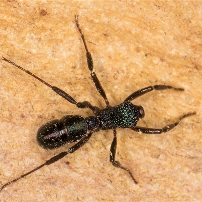 Rhytidoponera sp. (genus) (Rhytidoponera ant) at Melba, ACT - 18 Feb 2025 by kasiaaus