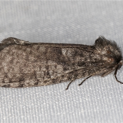 Trigonocyttara clandestina (Less-stick Case Moth) at Melba, ACT - 18 Feb 2025 by kasiaaus