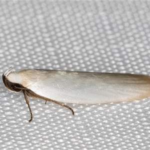 Scieropepla polyxesta (Xyloryctidae) at Melba, ACT - 18 Feb 2025 by kasiaaus