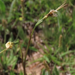 Diuris monticola at Adaminaby, NSW - suppressed