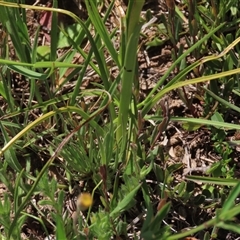 Diuris monticola at Adaminaby, NSW - suppressed