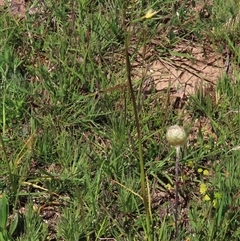 Diuris monticola at Adaminaby, NSW - suppressed