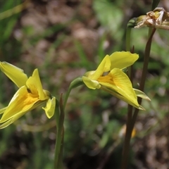 Diuris monticola (Highland Golden Moths) at Adaminaby, NSW - 15 Nov 2020 by AndyRoo