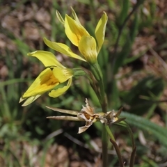 Diuris monticola at Adaminaby, NSW - suppressed