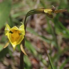 Diuris monticola at Adaminaby, NSW - suppressed