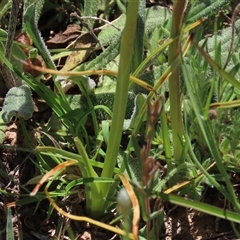 Diuris monticola at Adaminaby, NSW - suppressed