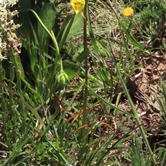 Diuris monticola at Adaminaby, NSW - suppressed