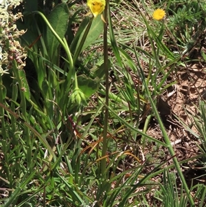 Diuris monticola at Adaminaby, NSW - suppressed