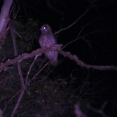 Ninox boobook (Southern Boobook) at Kindervale, NSW - 23 Feb 2025 by BenW