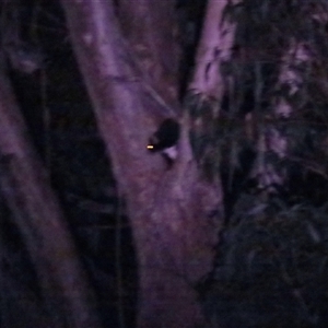 Petauroides volans (Southern Greater Glider) at Kindervale, NSW - 23 Feb 2025 by BenW