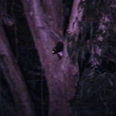 Petauroides volans (Southern Greater Glider) at Kindervale, NSW - 23 Feb 2025 by BenW