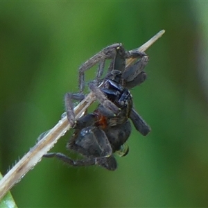 Mituliodon tarantulinus at Braemar, NSW - 23 Feb 2025 08:31 AM