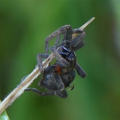 Mituliodon tarantulinus (Prowling Spider) at Braemar, NSW - 23 Feb 2025 by Curiosity