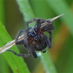 Mituliodon tarantulinus at Braemar, NSW - 23 Feb 2025 08:31 AM