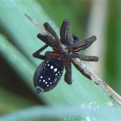 Mituliodon tarantulinus at Braemar, NSW - 23 Feb 2025 08:31 AM