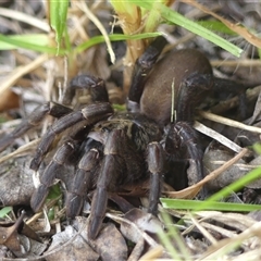 Arbanitis sp. (genus) (An armoured trapdoor spider) at Braemar, NSW - 23 Feb 2025 by Curiosity