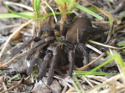 Arbanitis sp. (genus) (An armoured trapdoor spider) at Braemar, NSW - 23 Feb 2025 by Curiosity