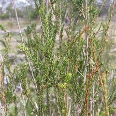 Melaleuca parvistaminea (Small-flowered Honey-myrtle) at Kenny, ACT - 23 Feb 2025 by waltraud