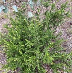 Grevillea sp. (Grevillea) at Kenny, ACT - 23 Feb 2025 by waltraud