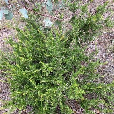 Grevillea sp. (Grevillea) at Kenny, ACT - 23 Feb 2025 by waltraud