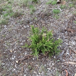 Grevillea sp. at Kenny, ACT - 23 Feb 2025 02:23 PM