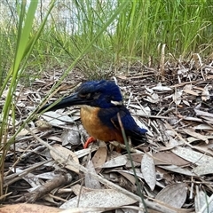 Ceyx azureus (Azure Kingfisher) at Dunbogan, NSW - 24 Feb 2025 by Nette