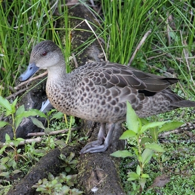 Anas gracilis (Grey Teal) at Paddys River, ACT - 22 Feb 2025 by mroseby