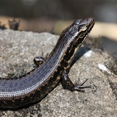 Eulamprus heatwolei (Yellow-bellied Water Skink) at Paddys River, ACT - 22 Feb 2025 by mroseby