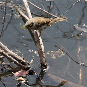 Caligavis chrysops at Paddys River, ACT - 22 Feb 2025 02:46 PM