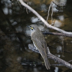 Caligavis chrysops at Paddys River, ACT - 22 Feb 2025 02:46 PM