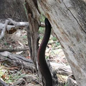 Pseudechis porphyriacus (Red-bellied Black Snake) at Kambah, ACT - 22 Feb 2025 by mroseby